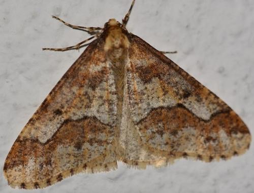 Erannis defoliaria